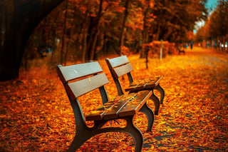 Holzbänke im herbstlichen Park mit buntem Laub auf dem Boden und golden-orangen Blättern, stimmungsvolle Naturaufnahme im Herbst